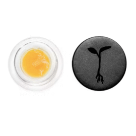 Strawberry Jack #13 Raw Garden Concentrate